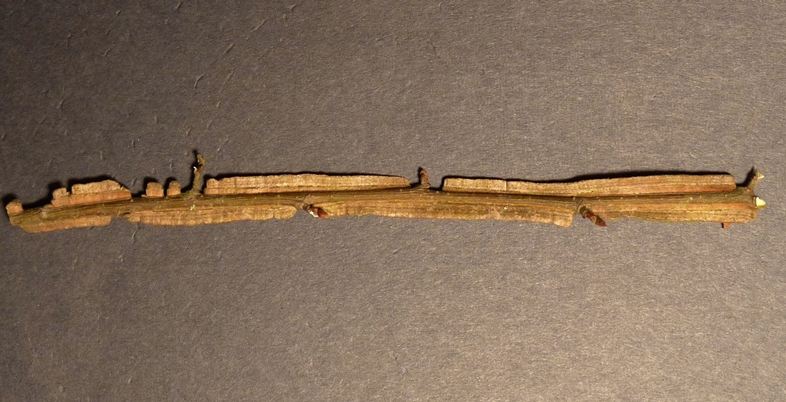 {Ulmus alata}